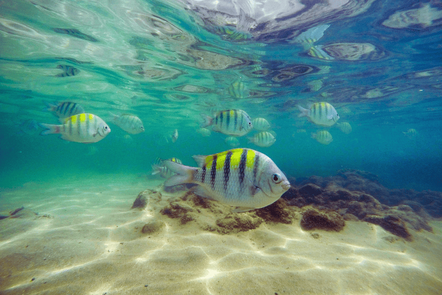 Porto de Galinhas - Imagem 3